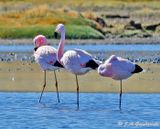 Andean Flamingo