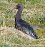 Puna Ibis