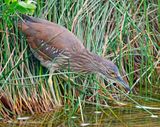 Black-crowned Night-Heron