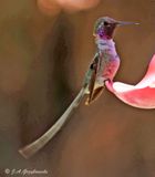 Peruvian Sheartail