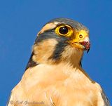 Aplomado Falcon