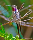 Oasis Hummingbird
