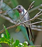Oasis Hummingbird