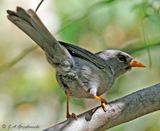 Slender-billed Finch