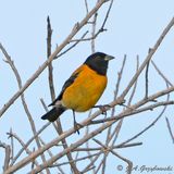 Black-hooded Sierra-Finch