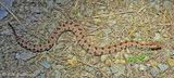 Western Pygmy Rattlesnake