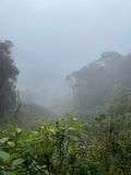 Choco Cloud Forest  ~13,000 feet elev.