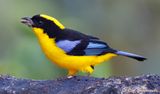 Blue-winged Mountain Tanager