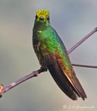 Buff-tailed Coronet