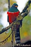 Masked Trogon