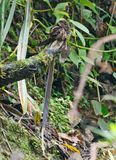 Lyre-tailed Nightjar