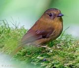 Bronze-olive Pygmy-Tyrant
