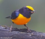 Orange-bellied Euphonia
