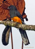 White-tailed Trogon