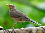 Ecuadorian Thrush