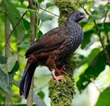 Andean Guan
