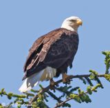 Bald Eagle