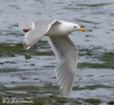Olympic Gull (Glaucous-winged x Western Gull)