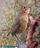 Tawny Antpitta