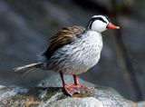 Torrent Duck
