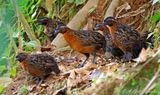 Rufous-breasted Wood Quail
