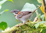 Rufous-collared Sparrow
