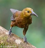 Russet-backed Oropendula female