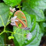 clearwing