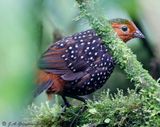 Ocellated Tapaculo