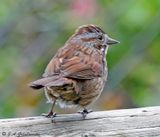Song Sparrow