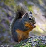Douglas Squirrel (Tamisciurus douglasii)