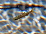 fingerling