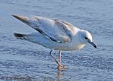 bleached Ring-billed Gull