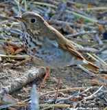 Hermit Thrush