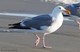 Western Gull