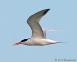 Elegant Tern