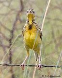 Eastern Meadowlark