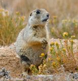 White-tailed Prairie Dog