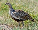 Greater Sage Grouse