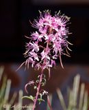 Rocky Mountain Beeplant (Peritoma serrulata)