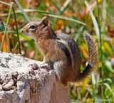 Golden-mantled Ground Squirrel (Spermophilus lateralis)