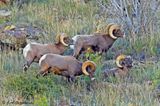 Bighorn Sheep (Ovis canadensis)