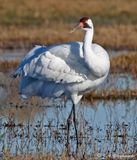 Whooping Crane