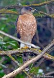 Coopers Hawk