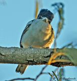 Gray-collared Becard