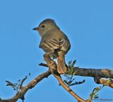 Northern Beardless Tyrannulet