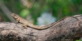 Changable Crested Lizard (Calotes versicolor)