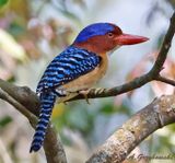 Banded Kingfisher