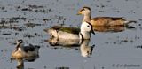 Cotton Pygmy Goose