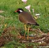 Red-wattled Lapwing